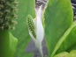 Preview: Sumpfcalla - Calla palustris